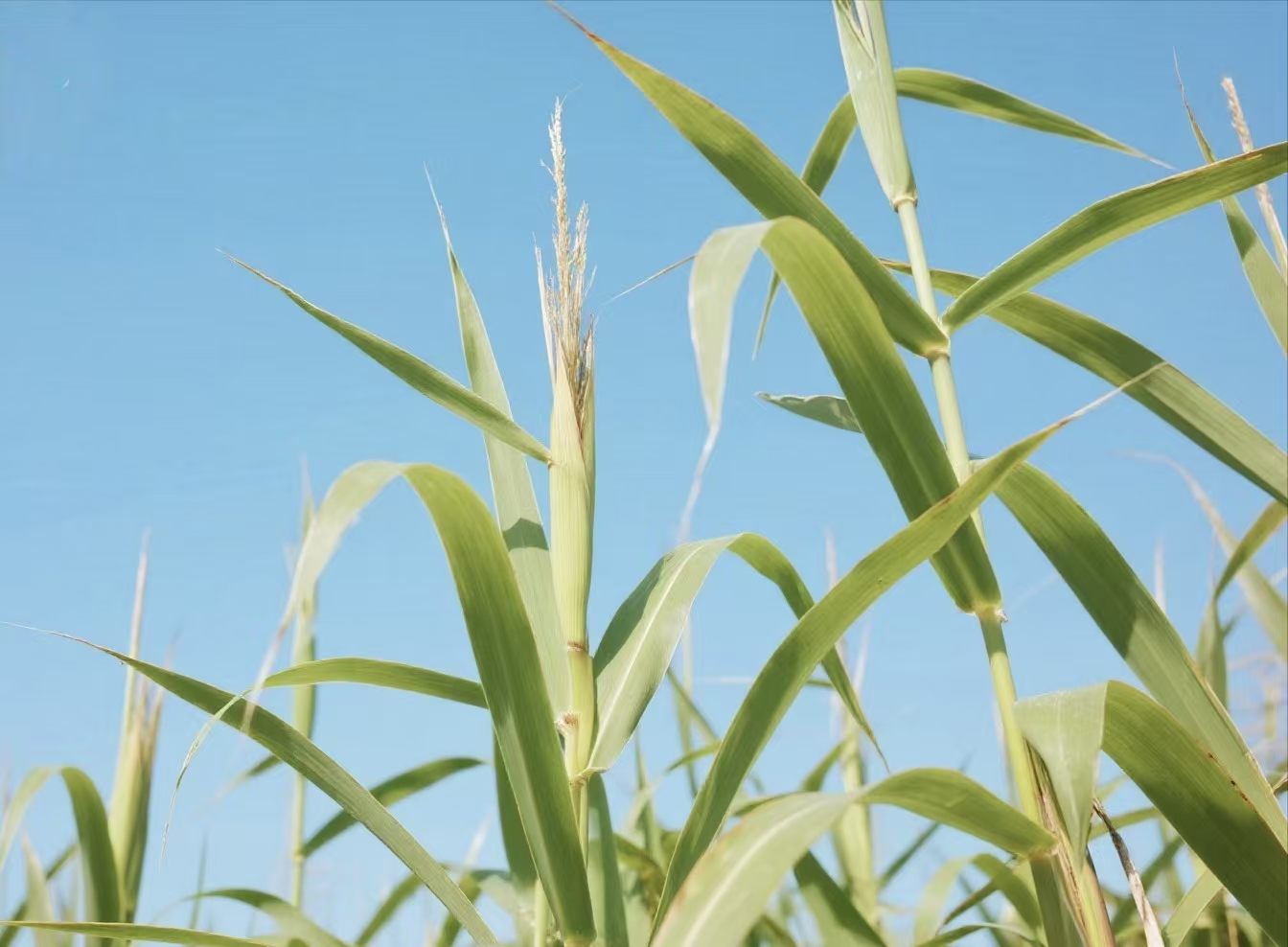 芦竹撬动千亿绿色产业，2025迎来关键破局点