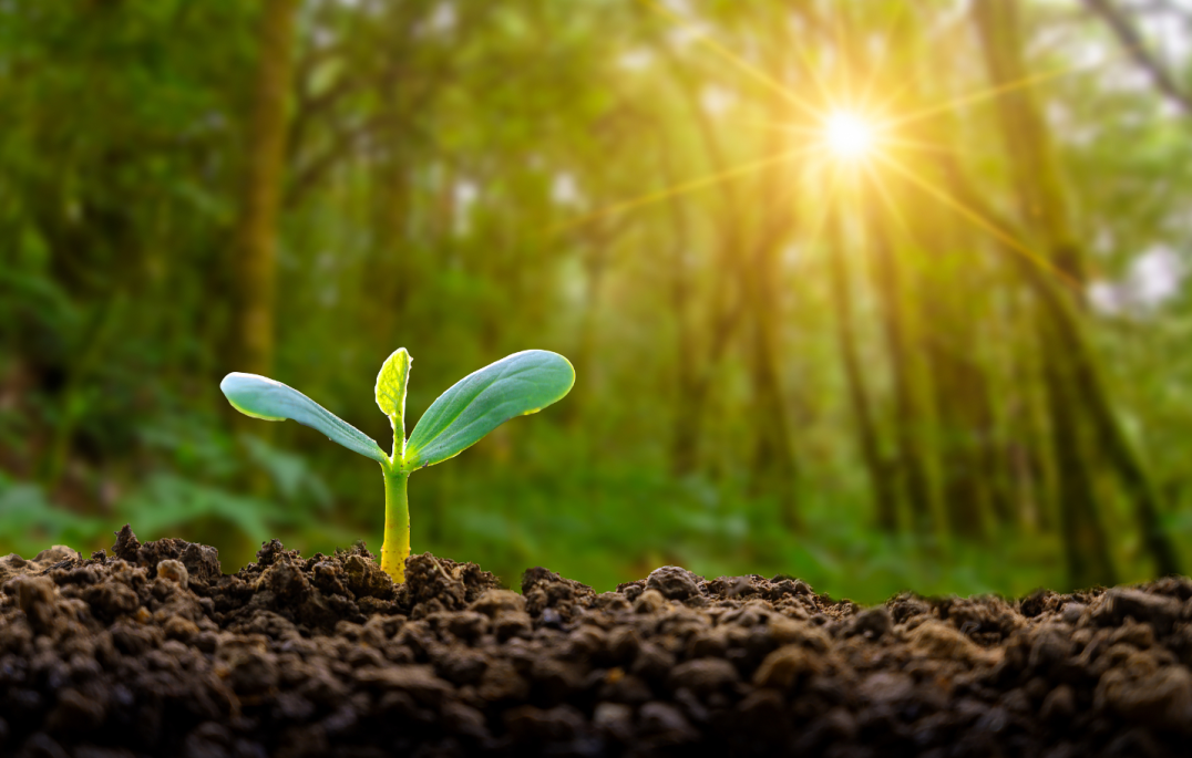 专家视角|马跃峰: 浅谈土壤调理剂几种生产方法及各品种对植物作用